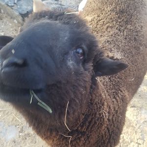 Meet your Posher, Steve